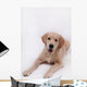 Puppy Golden Retriever Wall Decal