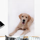 Puppy Golden Retriever Wall Decal