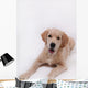 Puppy Golden Retriever Wall Decal