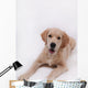 Puppy Golden Retriever Wall Decal