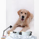 Puppy Golden Retriever Wall Decal