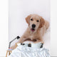 Puppy Golden Retriever Wall Decal