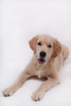 Puppy Golden Retriever Wall Decal