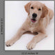 Puppy Golden Retriever Wall Decal