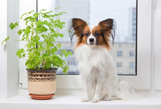 Dog and Flower Window Wall Decal