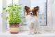 Dog and Flower Window Wall Decal