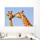 Giraffe Pair Wall Decal