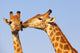 Giraffe Pair Wall Decal