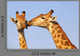 Giraffe Pair Wall Decal