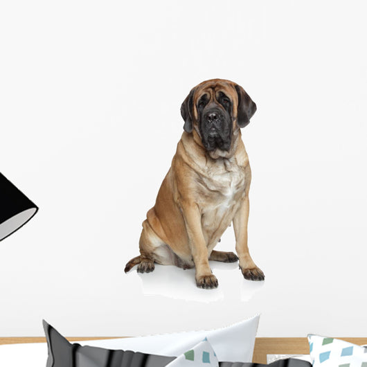 English Mastiff Dog Wall Decal