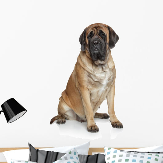 English Mastiff Dog Wall Decal