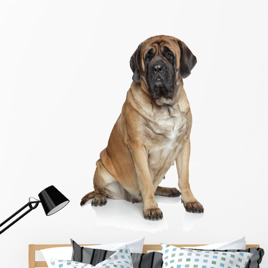 English Mastiff Dog Wall Decal
