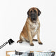 English Mastiff Dog Wall Decal