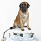 English Mastiff Dog Wall Decal
