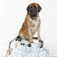 English Mastiff Dog Wall Decal