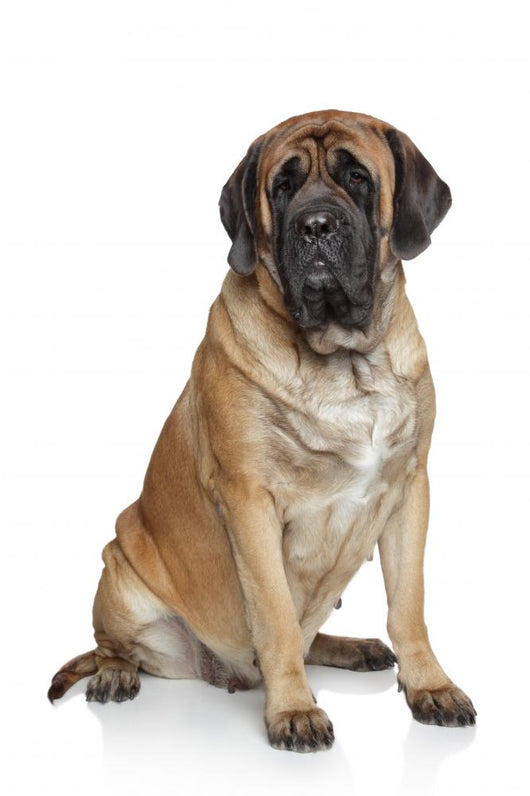 English Mastiff Dog Wall Decal