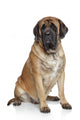 English Mastiff Dog Wall Decal