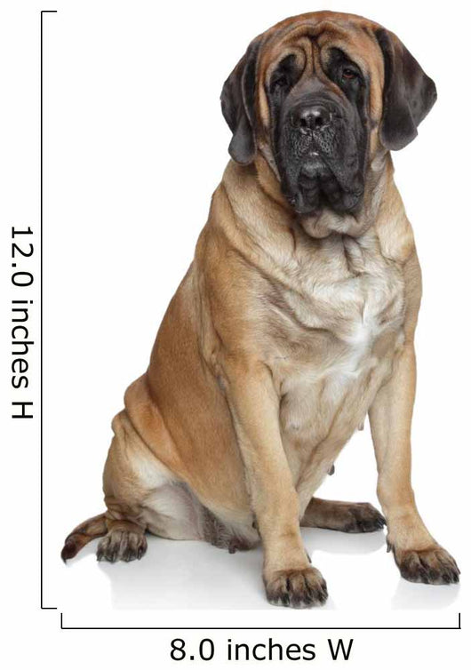 English Mastiff Dog Wall Decal