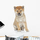 Shiba Inu Puppy Portrait Wall Decal