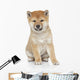 Shiba Inu Puppy Portrait Wall Decal