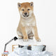 Shiba Inu Puppy Portrait Wall Decal