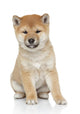 Shiba Inu Puppy Portrait Wall Decal