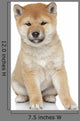 Shiba Inu Puppy Portrait Wall Decal
