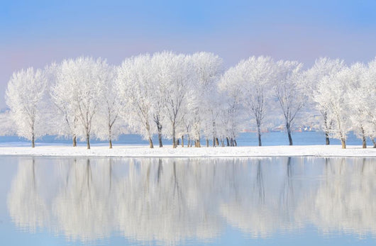 Winter Trees Covered with Wall Decal