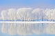 Winter Trees Covered with Wall Decal