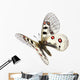 Small Apollo Flight Parnassius Wall Decal