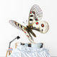 Small Apollo Flight Parnassius Wall Decal