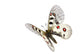 Small Apollo Flight Parnassius Wall Decal