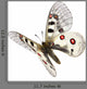Small Apollo Flight Parnassius Wall Decal