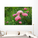 Pink Peony Bush Wall Decal