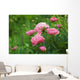 Pink Peony Bush Wall Decal