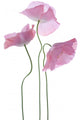 Three Poppy Flowers Wall Decal
