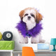 Sweet Looking Shih Tzu Wall Decal