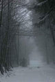 Fog Winter Forest Wall Decal