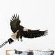 Landing Eagle Wall Decal
