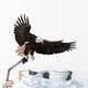 Landing Eagle Wall Decal