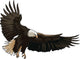 Landing Eagle Wall Decal