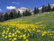 Mountain Meadow with Yellow Flowers Wall Decal