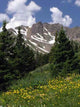 Mountain Meadow - Vertical Wall Decal