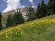 Mountain Meadow - Horizontal Wall Decal