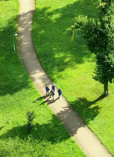 Path in a Green Field Wall Decal