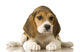 Beagle Puppy Back Legs Spread Wall Decal