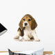 Beagle Puppy Laying Down Wall Decal