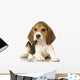 Beagle Puppy Laying Down Wall Decal