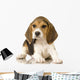 Beagle Puppy Laying Down Wall Decal