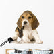 Beagle Puppy Laying Down Wall Decal